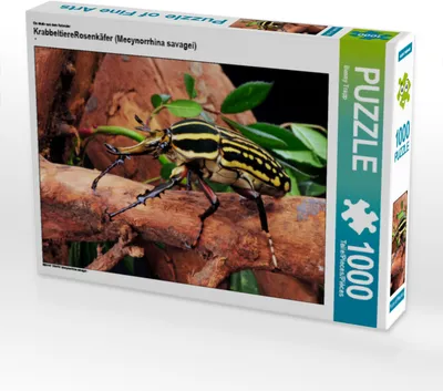 Produktbild von CALVENDO Puzzle Ein Motiv aus dem Kalender KrabbeltiereRosenkäfer (Mecynorrhina savagei) 1000 Teile Puzzle quer | 1000 Teile Lege-Größe 64x48cm Foto-Puzzle für glückliche Stunden
