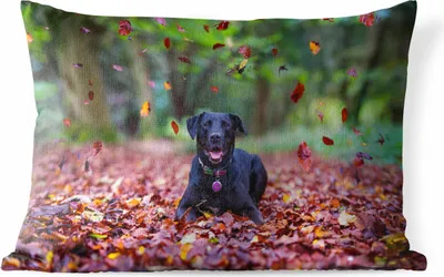 Produktbild von MuchoWow® Outdoor Kissen - Schwarzer Labrador Retriever zwischen schönen Herbstblättern liegend - 60x40 cm - Wetterfest - Lounge Kissen - Zierkissen - Kissen für Innenräume