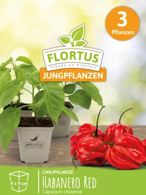 Produktbild von Chilipflanze Habanero Red | Chilipflanzen von FLORTUS, Menge:3 Pflanzen