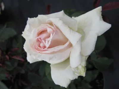 Produktbild von Edelrose Poker® - Rosa Poker® - Teehybride & Duftrose der Provence - weiß-rosa - Duft++++ - Meilland-Rose
