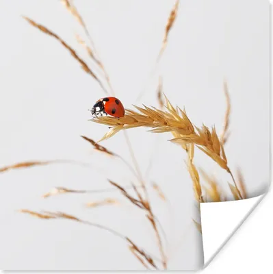 Produktbild von MuchoWow® Poster Marienkäfer im Gras 50x50 cm - Wohnzimmerdekoration