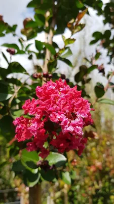 Image de Lagerstroemia indica 'Red Imperator' / Lilas des Indes 'Red Imperator'
