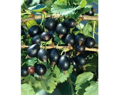 Obrázek produktu pro Jostapolokmen FloraSelfRibes x nidigrolaria 80-100 cm květináč 5 l