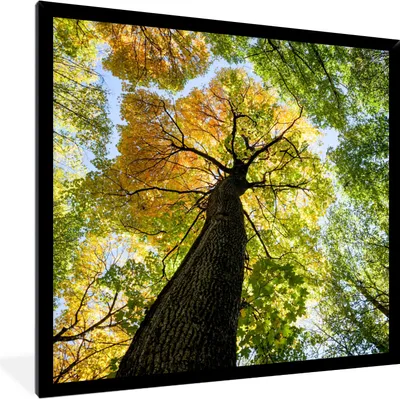 Produktbild von MuchoWow® Gerahmtes Poster Baum - Natur - Wald 40x40 cm - Poster mit Schwarzem Bilderrahmen Wandposter Rahmen Foto Bilder - Mit Rahmen - Wanddekoration Schlafzimmer