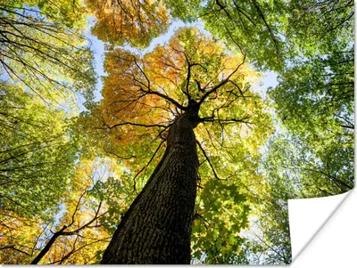 Produktbild von MuchoWow® Poster Baum - Natur - Wald 80x60 cm - Kunst für zu Hause