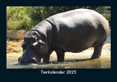 Produktbild von Tierkalender 2025 Fotokalender DIN A5