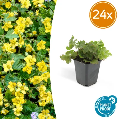 Image de Waldsteinia ternata | 24 pièces - 10-25cm - Ø9cm - Plante de jardin