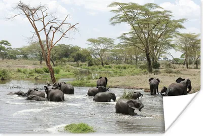 Produktbild von MuchoWow® Poster Afrikanische Elefanten im Wasser 180x120 cm - Fotoplakat