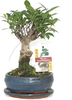 Obrázok produktu pre Bonsaj ?ínsky figovník - Ficus retusa - približne 6 rokov - gu?ovitý tvar