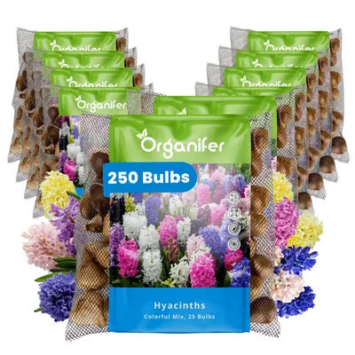 Zdjęcie produktu dla 250 cebulek hiacyntów – Kolorowa mieszanka (rozmiar cebul XXL 16/17 cm) - Organifer