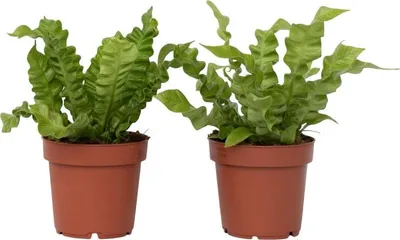 Produktbild von Vogelnestfarn - 2 Stk - Asplenium nidus 'Crispy Wave' - Höhe 25-40cm - ⌀12cm