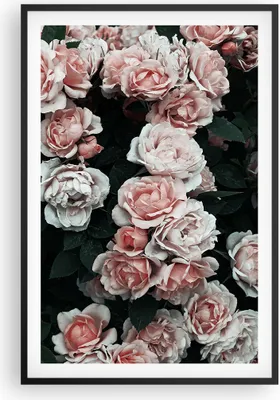 Produktbild von Gerahmtes Poster - Schwarzer Rahmen - Rosen Blumen Blätter - 61x91,5 cm - Wand Bild - Wanddeko - Wandbilder - Kunstposter - Wandposter - Bilderrahmen - Bilder - Kunstdruck - P2BPA61x91-4760