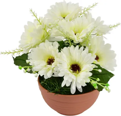 Obrázok produktu pre Gerbery krémové 7 kvetov v terakotovej miske Ø22/ 24 cm