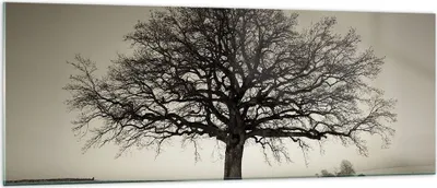 Produktbild von Bilder auf glas - Einteilig - Baum Schnee Sepia - 140x50cm - Glasbilder - Wandbilder - Bilder - zum Aufhängen bereit - Wanddekoration aus Glas - Glas Bilder - Wandbild auf Glas - GAB140x50-4161
