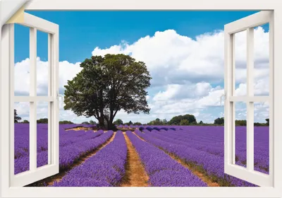 Produktbild von ARTland Wandbild, selbstklebend Fensterblick Lavendelfeld im Sommer Größe: 100x70 cm