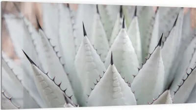 Produktbild von DEQORI Küchenrückwand Glas 100x50 cm 'Agavenästhetik' Spritzschutz Bad Rückwand Küche