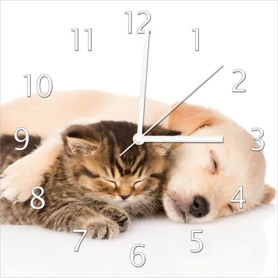 Produktbild von Wallario Design Wanduhr Katze und Hund in Harmonie - Kuschelnde Tiere aus Echtglas, Größe 30 x 30 cm