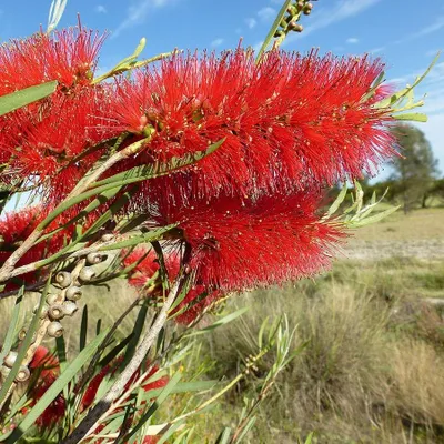 Image de Arbre à sucre rouge (Callistemon phoeniceus) - 1 portion de graines