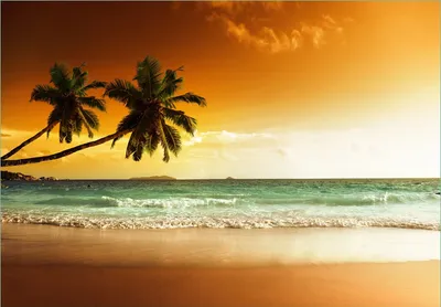Produktbild von Wallario Fototapete Vliestapete, seidenmatte Oberfläche, einfache Verarbeitung, Größe 300 x 210 cm, Motiv Palmen am Sandstrand bei untergehender Sonne
