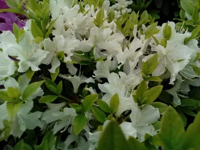 Produktbild von Japanische Azalee Patricia Barmold - Rhododendron obtusum - 20-25cm
