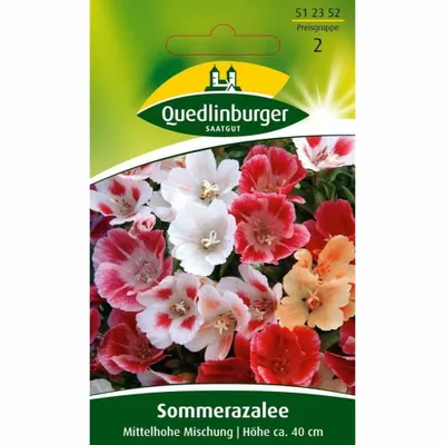 Zdjęcie produktu dla Nasiona Quedlinburger - azalia letnia - nasiona - 512352