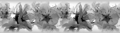 Produktbild von Sanders & Sanders selbstklebende Tapetenbordüre Blumen Schwarz-Weiß 500 x 14 cm