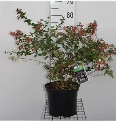 Immagine prodotto di Abelia grandiflora - Abelie cinese 40-60 cm in contenitore