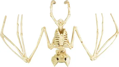 Immagine prodotto di Scheletro di pipistrello