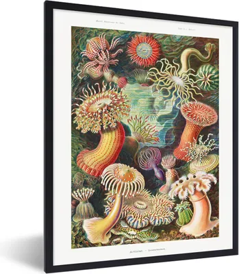 Produktbild von MuchoWow® Gerahmtes Poster Ernst Haeckel - Anemone - Retro - Natur - Pflanzen 30x40 cm - Poster mit Schwarzem Bilderrahmen Wandposter Rahmen Foto Bilder - Wanddeko - Kunstdrucke