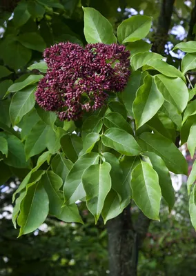 Produktbild von Tetradium daniellii, Bienenbaum, 80–100 cm, bienenfreundlich