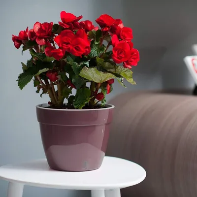 Produktbild von Selbstgießender Topf für Zimmerpflanzen Ø 20cm 4L