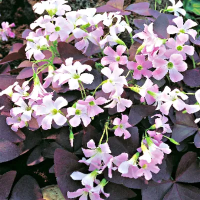 Zdjęcie produktu dla Oxalis Triangularis Szczawik Trójkątny 5 szt. Cebulki Cebule Kwiatowe
