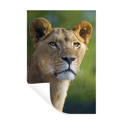 Produktbild von MuchoWow® Wandtattoo Wandsticker Wandaufkleber Porträt - Löwe - Wild 40x60 cm Selbstklebend und Repositionierbar - Wierderverwendbar - Selbstklebend