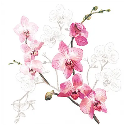 Produktbild von Servietten Papier 33x33cm 3-lagig mit Orchideen Motiv 20 Stück