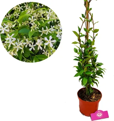Produktbild von Trachelospermum 'jasminoides' Toskanischer Jasmin, 2 Liter Topf