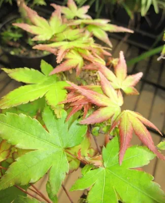 Produktbild von Ahorn palmatum Little Princess - Japanischer Fächerahorn 40-60