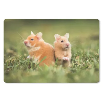 Produktbild von MuchoWow® Schreibtischunterlage Goldhamster 60x40 cm - XXL Mauspad - Großes Mauspad