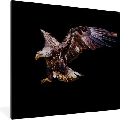 Produktbild von MuchoWow® Gerahmtes Poster Adler - Vogel - Federn 40x40 cm - Poster mit Schwarzem Bilderrahmen Wandposter Rahmen Foto Bilder - Mit Rahmen - Wanddekoration Schlafzimmer