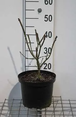 Imagen del producto de Euonymus al. 'Compactus' - Arbusto de hojas perennes 'Compactus', 40-50 cm, en maceta