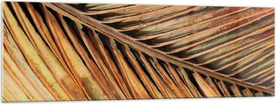 Produktbild von Bilder auf glas - Einteilig - Orange Blatt Tropisch - 160x50cm - Glasbilder - Wandbilder - Bilder - zum Aufhängen bereit - Wanddekoration aus Glas - Glas Bilder - Wandbild auf Glas - GAB160x50-4876