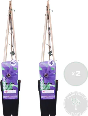 Image de Bloomique - Lot de 2 - Clematis 'The President' - Clématite violette - Plantes grimpantes - Plantes de jardin - Rustiques - Hauteur 50-70 cm - Pot 15 cm