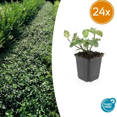 Immagine prodotto di Euonymus fort. 'Coperta di Dart' | 24 pezzi - 10-25cm - Ø9cm - Pianta da giardino