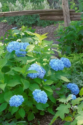 Produktbild von Hydrangea macrophylla 'Nikko Blue', Gartenhortensie, blau, 40–60 cm