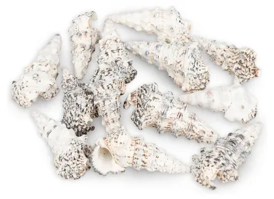 Produktbild von Cerithium nodulosum 0,5 kg 6-10 cm ca. 10-15 Stück Knotenschnecke Deko maritim