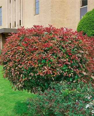 Produktbild von Photinia fraseri 'Red Select', Glanzmispel, rote Blätter, 60–100 cm