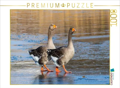 Produktbild von CALVENDO Puzzle Zwei Graugänse | 1000 Teile Lege-Größe 64x48cm Foto-Puzzle für glückliche Stunden