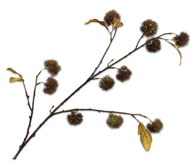 Produktbild von Silk-ka Kunstblume – Seidenkastanienzweig, braun-grün, 106 cm