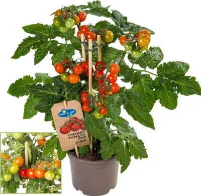 Zdjęcie produktu dla Pomidor koktajlowy - roslina o wielu owocach - na balkon i do ogrodu - doniczka 14 cm - Vegetable-To-Go