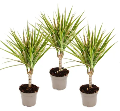 Produktbild von zweifarbiger Drachenbaum - Dracaena marginata Bicolor - Set mit 3 Pflanzen