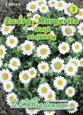 Artikelbild 1 von 'Zwergmargerite' aus der Kategorie Margeritensamen